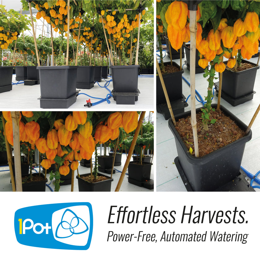AutoPot 4Pot System