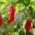 Piment d'Esplette 1 Litre Pot Plant (Pre-Order)