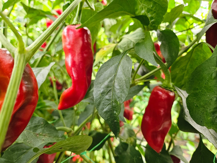 Piment d'Esplette 1 Litre Pot Plant (Pre-Order)