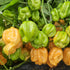 Bahamian Goat 1 Litre Pot Plant (Pre-Order)