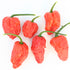 Dried Bhut Jolokia Chillies (Home Grown)