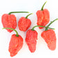 Dried Bhut Jolokia Chillies (Home Grown)