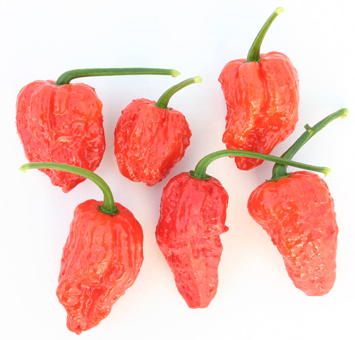 Dried Bhut Jolokia Chillies (Home Grown)