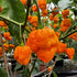 7 Pot Brain Strain (Yellow) Chilli Seeds