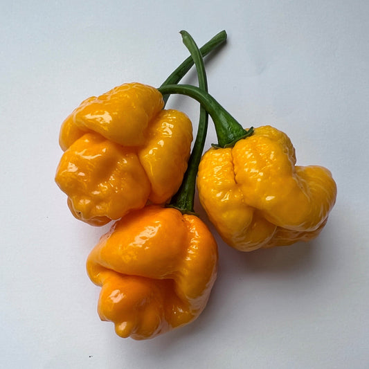 7 Pot Brain Strain (Yellow) 1 Litre Pot Plant - Pre-Order Now!