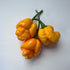 7 Pot Brain Strain (Yellow) Chilli Seeds