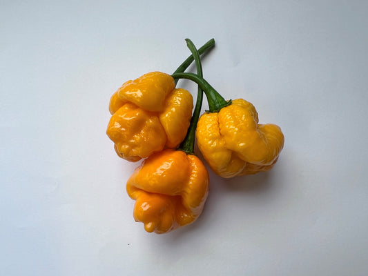7 Pot Brain Strain (Yellow) Chilli Seeds