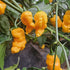 Mantis Claw Plant