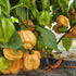 Bahamian Goat 1 Litre Pot Plant (Pre-Order)
