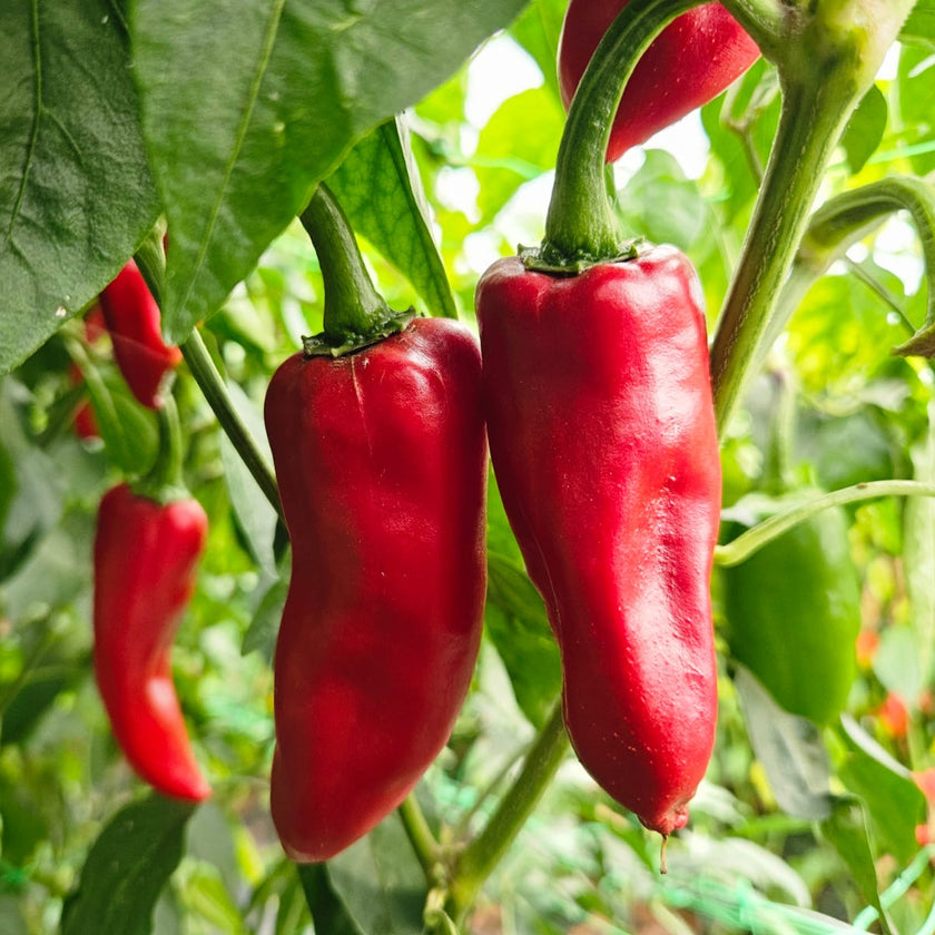 Piment d'Esplette 1 Litre Pot Plant (Pre-Order)