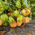 Bahamian Goat 1 Litre Pot Plant (Pre-Order)