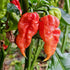 Fresh Trinidad Scorpion Chillies