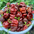 Fresh Chocolate Habanero Chillies