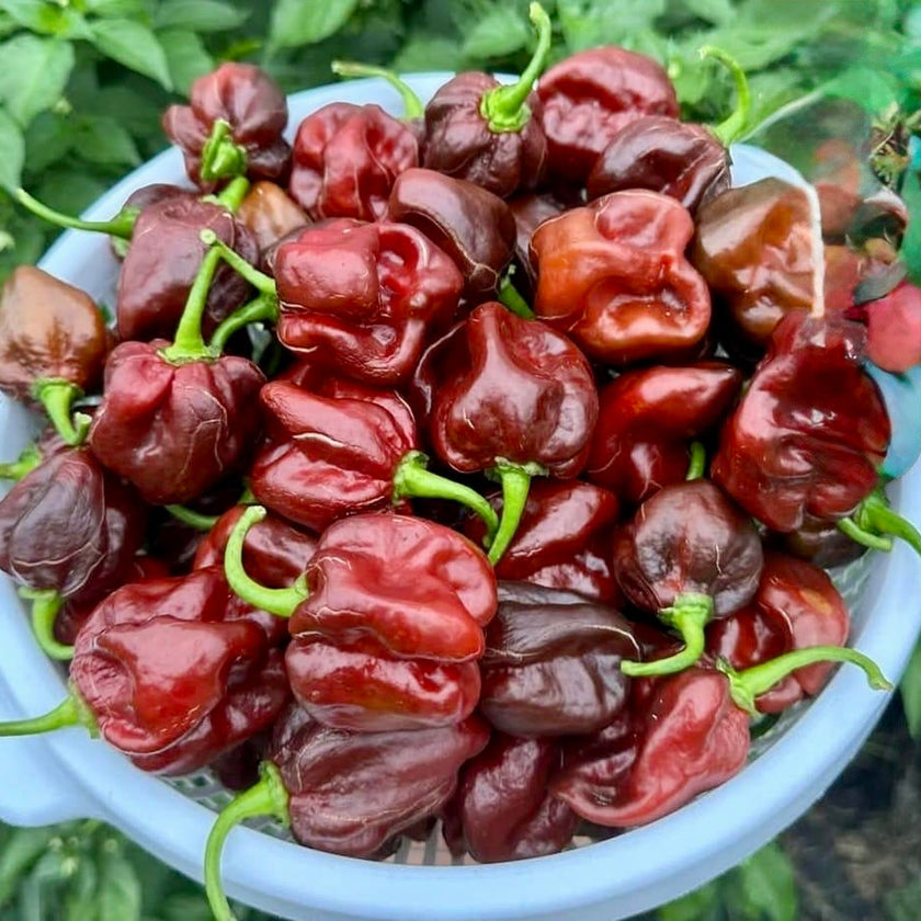 Fresh Chocolate Habanero Chillies
