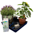 AutoPot east2GO Kit