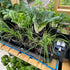 AutoPot Tray2Grow