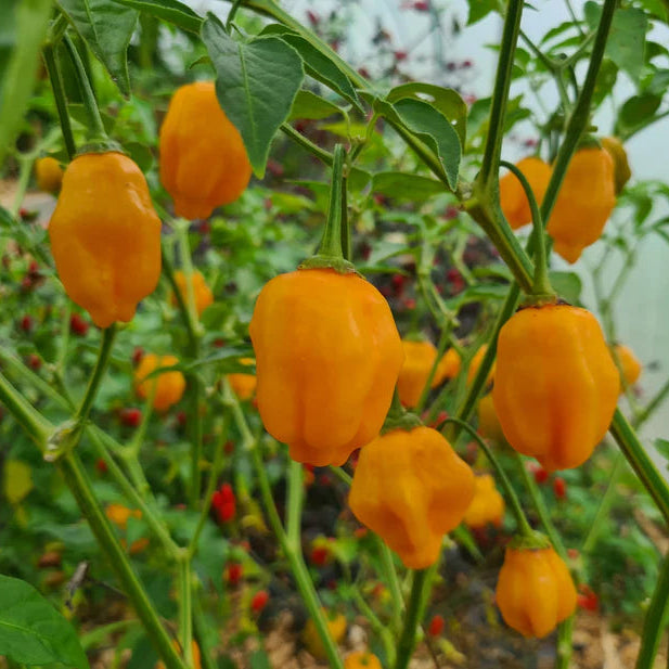 Aji Mango 1 Litre Pot Plant