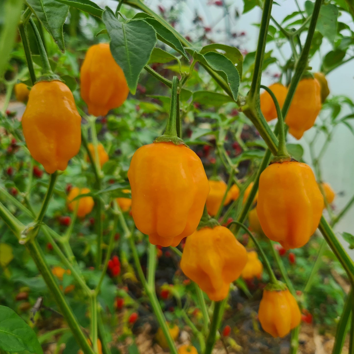 Aji Mango Chilli Seeds