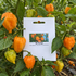 Aji Mango Chilli Seeds