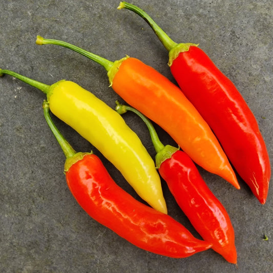 Fresh Aji Red Chillies (5 fruits)