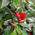 Aji Tricolour Chilli Seeds