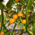 Aji Charapita Chilli Seeds