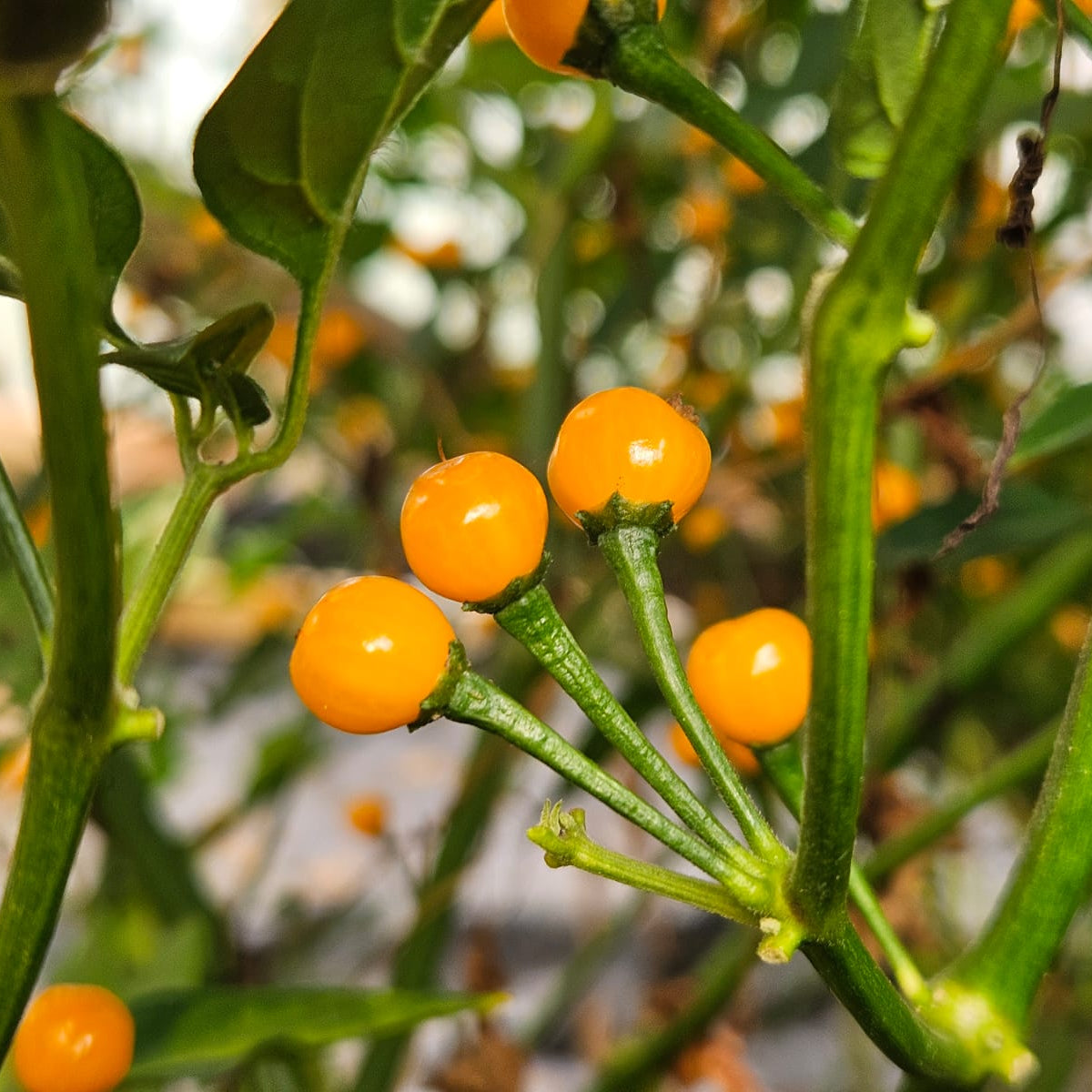 Aji Charapita Chilli Seeds