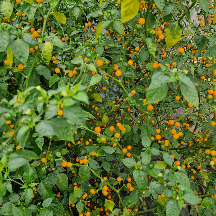 Aji Charapita Chilli Seeds
