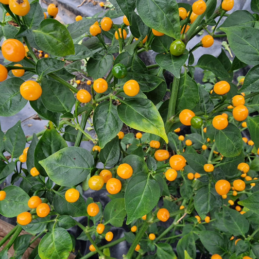 Aji Charapita Chilli Seeds