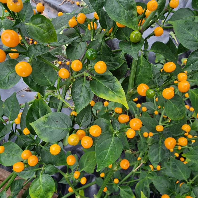 Aji Charapita Chilli Seeds