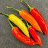 Dried Aji Red Chillies (Home Grown)