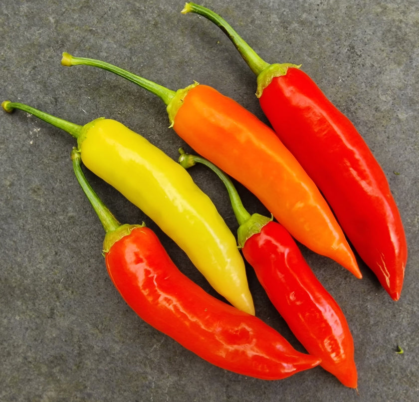 Dried Aji Red Chillies (Home Grown)
