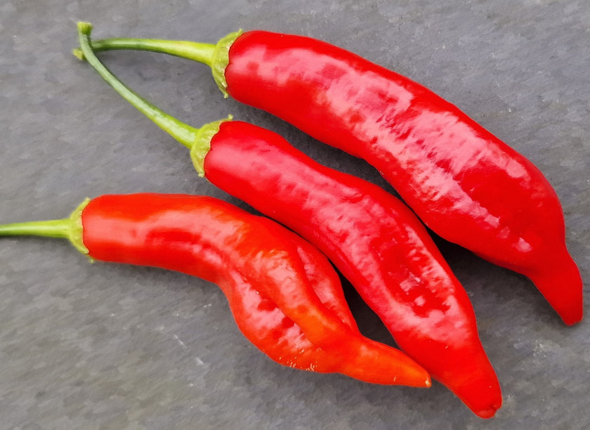Aji Crystal Chilli Seeds