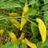 Dried Aji Limon Chillies (Home Grown)