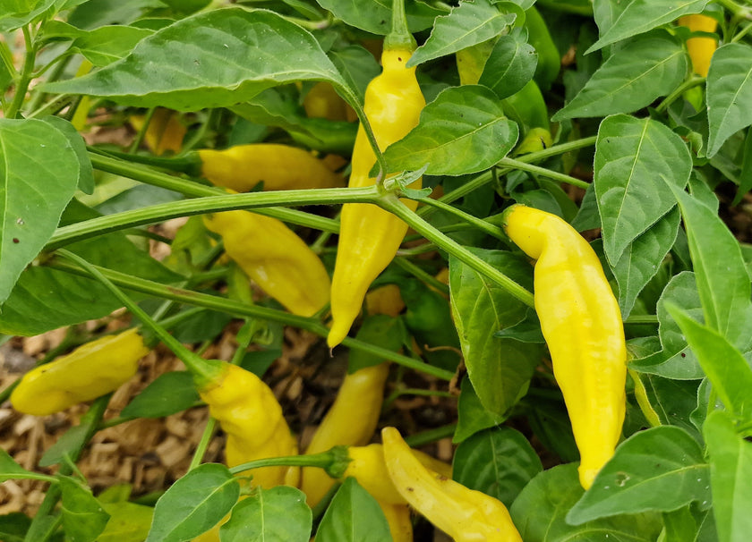 Dried Aji Limon Chillies (Home Grown)