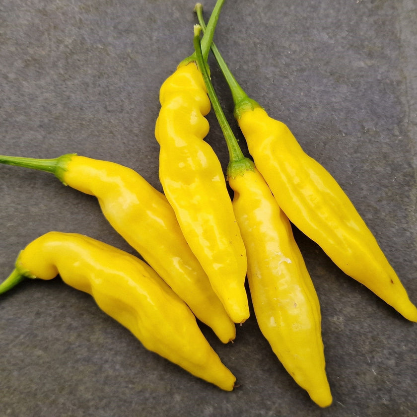 Dried Aji Limon Chillies (Home Grown)