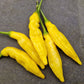 Aji Limon 1 Litre Pot Plant - Pre-Order Now!