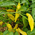 Fresh Aji Limon Chillies (8 fruits)