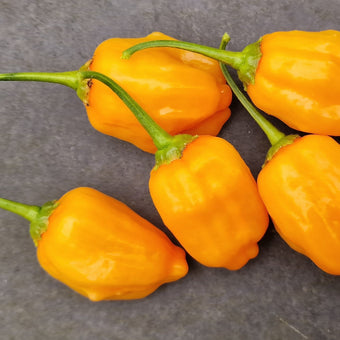 Aji Mango Chilli Seeds