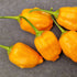 Aji Mango Chilli Seeds