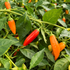Aji Red Plant