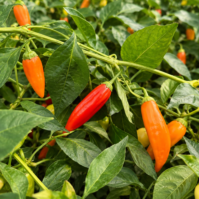 Aji Red Plant