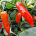 Aji Red Plant