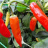 Aji Red Chilli Seeds