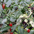Aji Tricolour Chilli Seeds