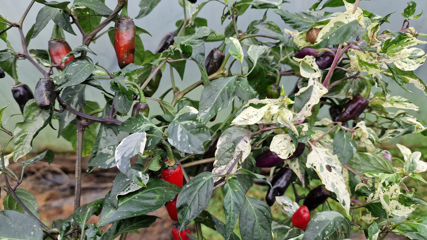 Aji Tricolour Chilli Seeds