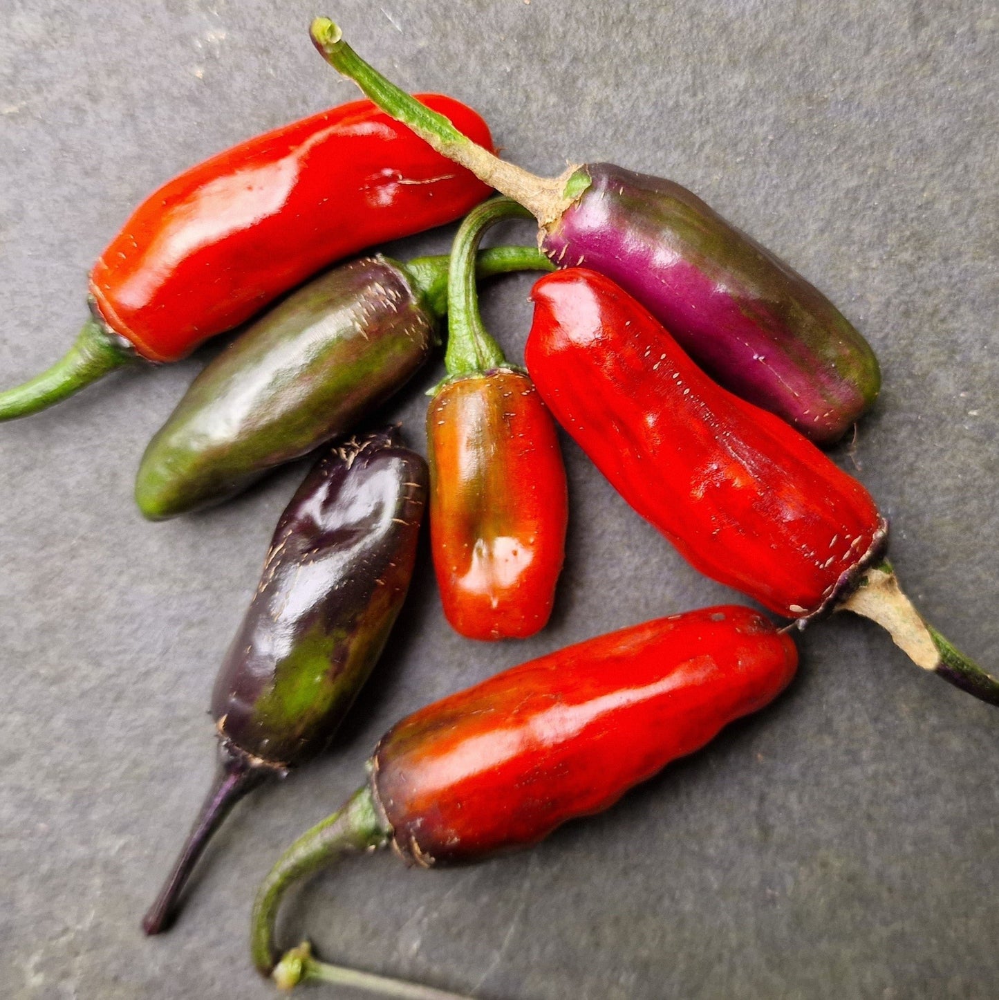 Aji Tricolour Chilli Seeds