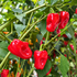 Aleppo Chilli Seeds