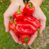 Fresh Aleppo Chillies