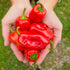 Aleppo 1 Litre Pot Plant (Pre-Order)
